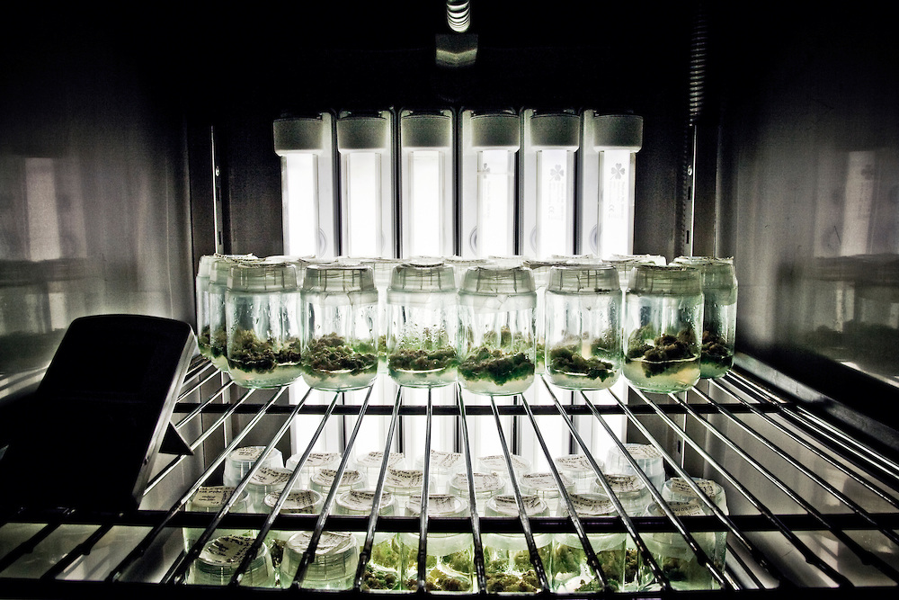 Medical Cannabis - Cannabis Terapeutica